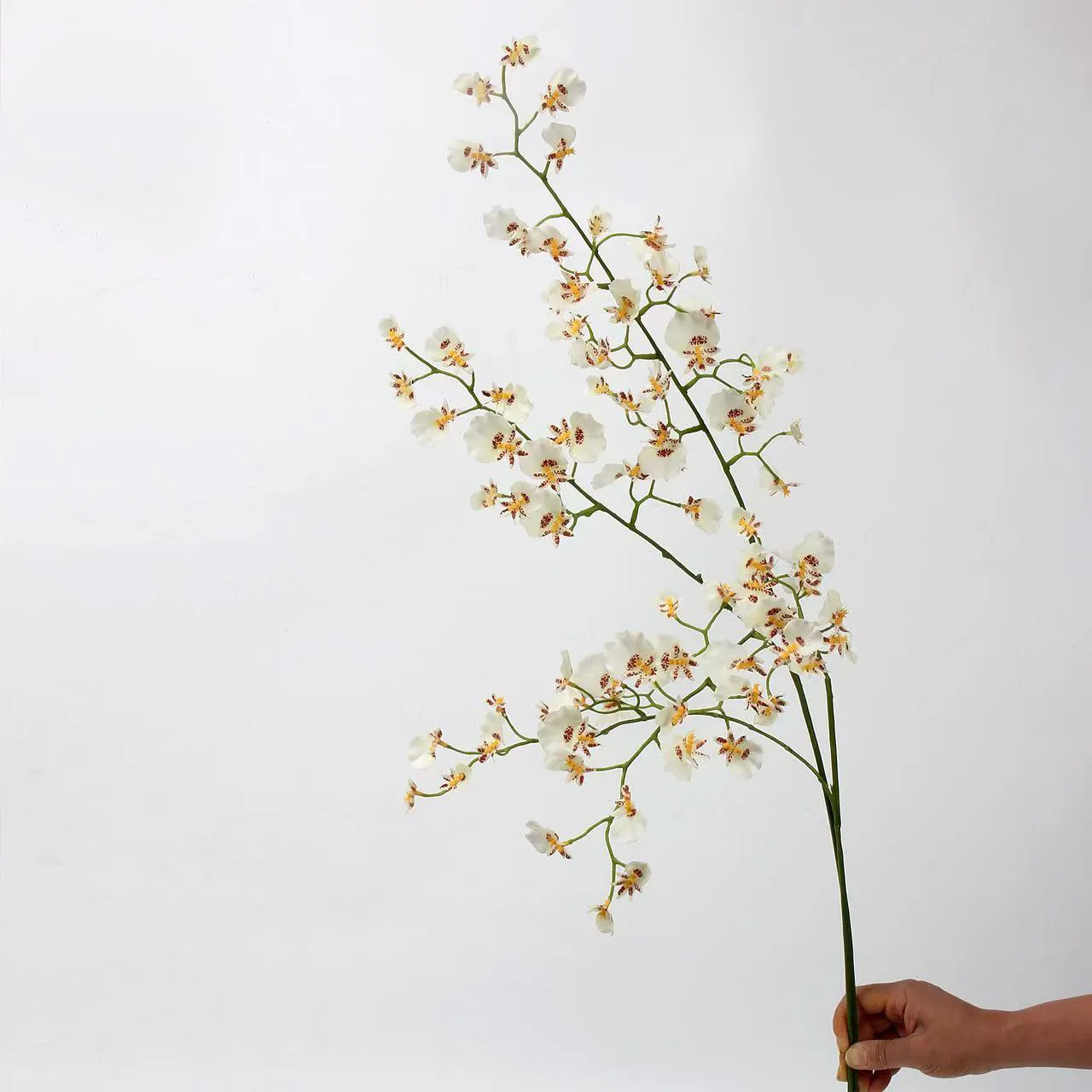 orchidea di ballo