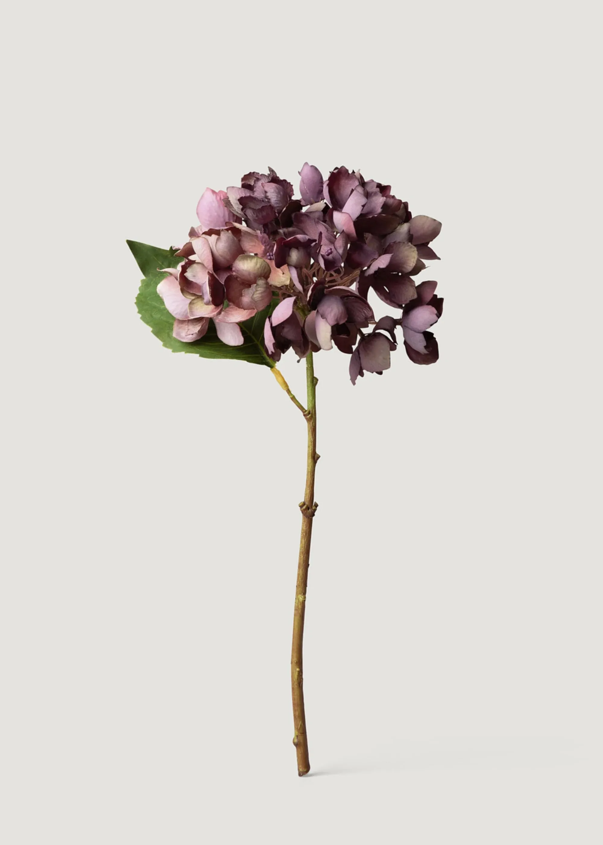 Aspetto secco fiore di ortensia finta