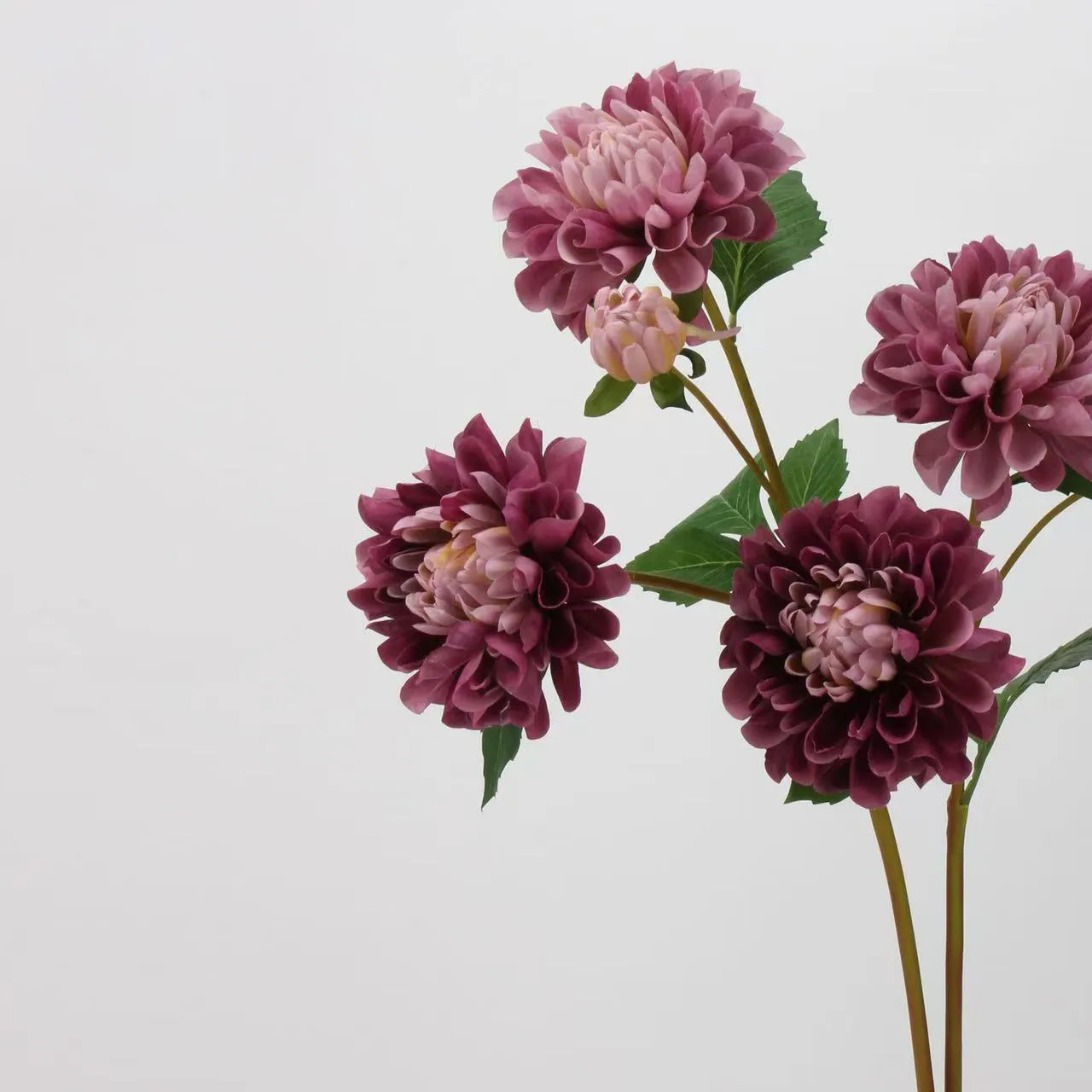 Dalia