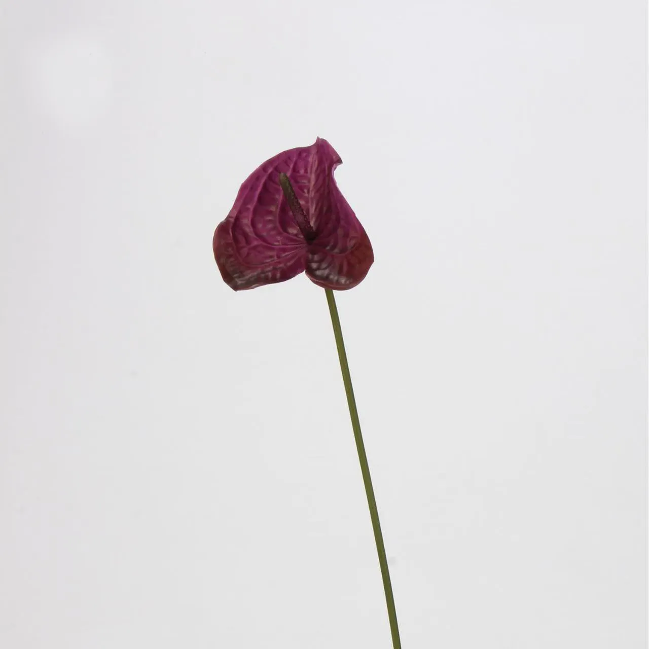 palma di anthurium