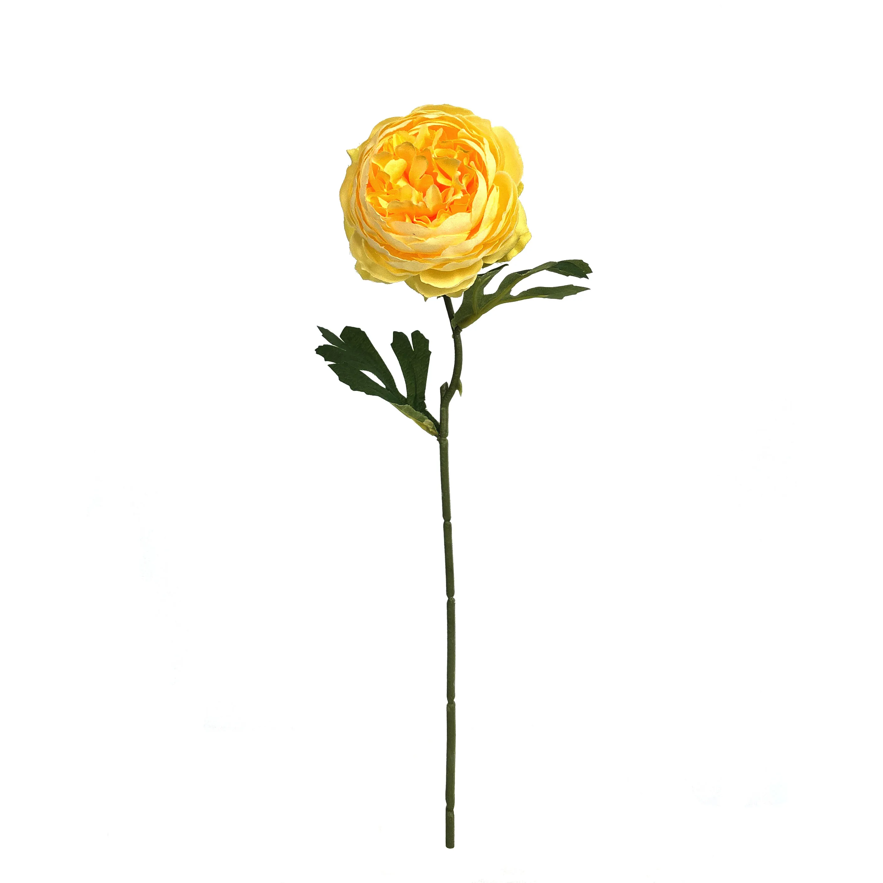 Peonie monocariche