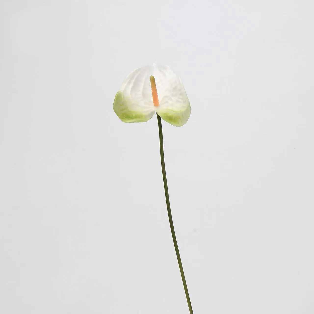palma di anthurium