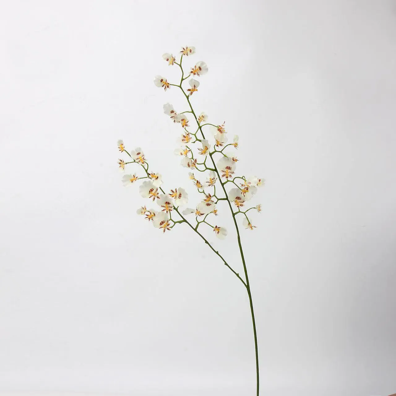 orchidea di ballo