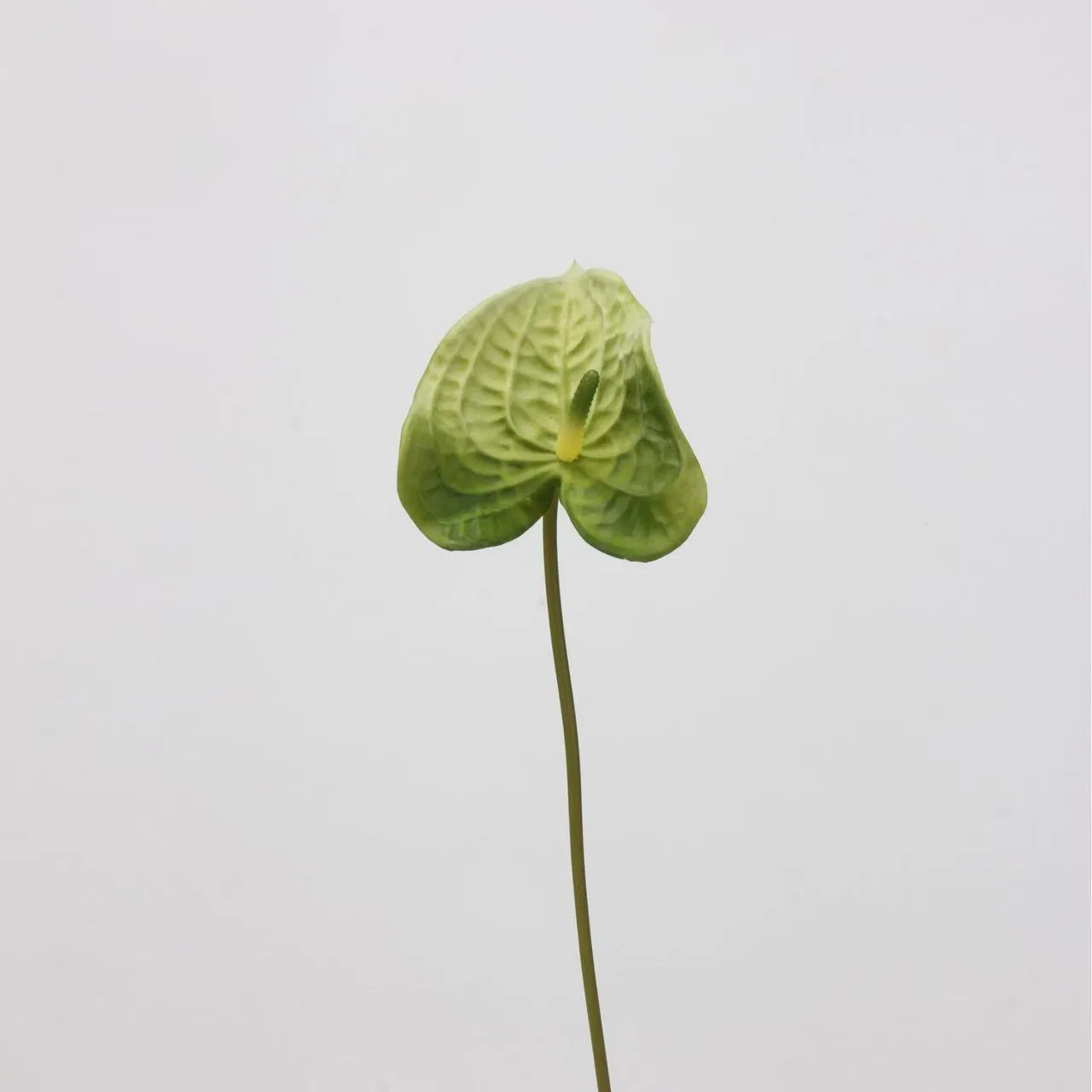 palma di anthurium
