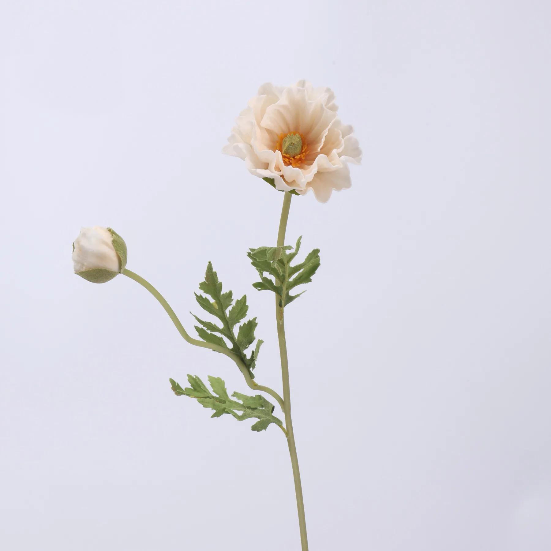 poppy di mais