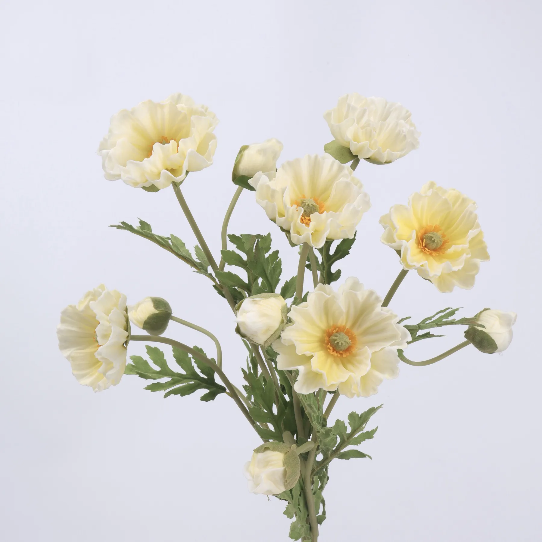 poppy di mais
