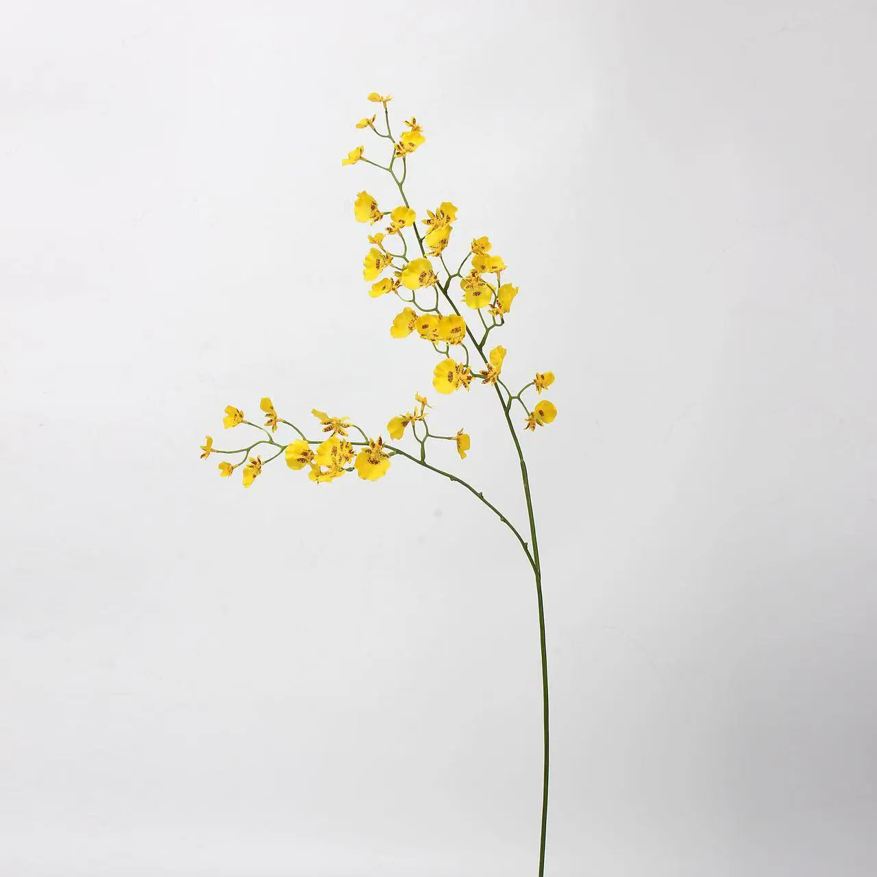 orchidea di ballo